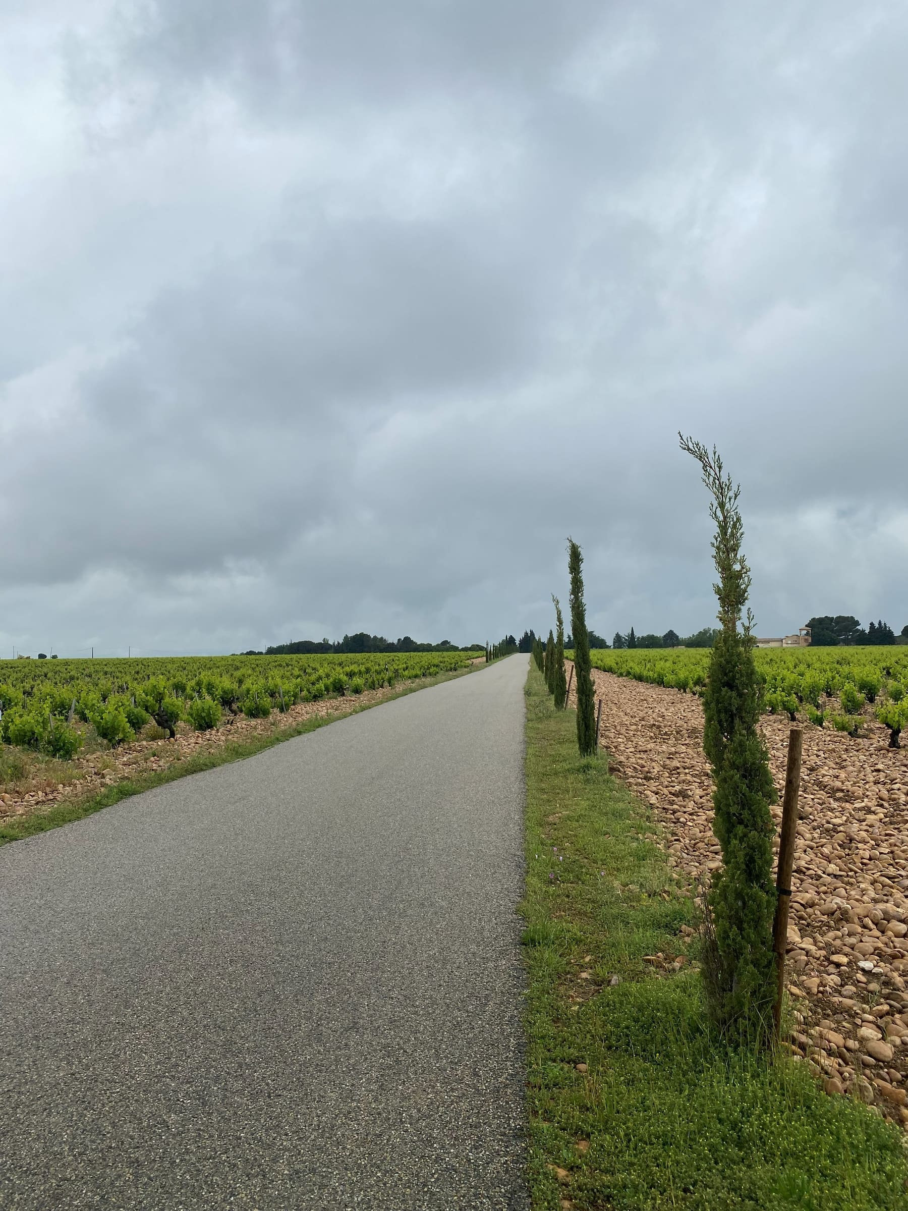 A cypress-lined road through the Châteauneuf-du-Pape vineyards